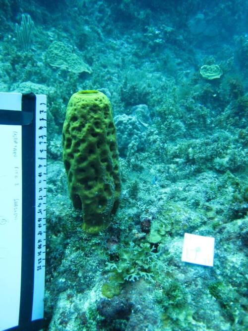 Measuring sponges