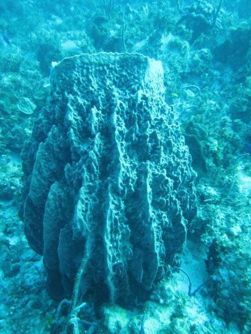 The giant barrel sponge - xestospongia muta